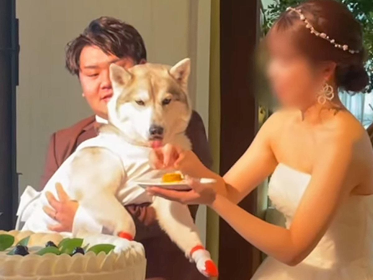 結婚式にリングドッグとして大型犬を参加させた結果…衝撃的な『まさかのハプニング』と結末にほっこり「盛大なやらかしで草」「爆笑したｗ」