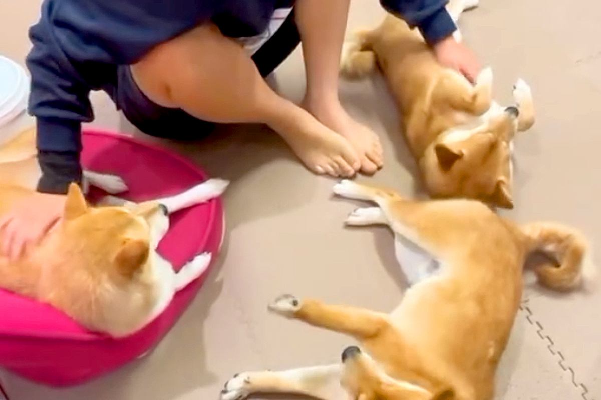 女の子が『3匹の犬』を同時に撫でようとした結果→手では足りず『足を使う』と思いきや…まさかの『最終手段』に絶賛「最高すぎる」「幸せだ」