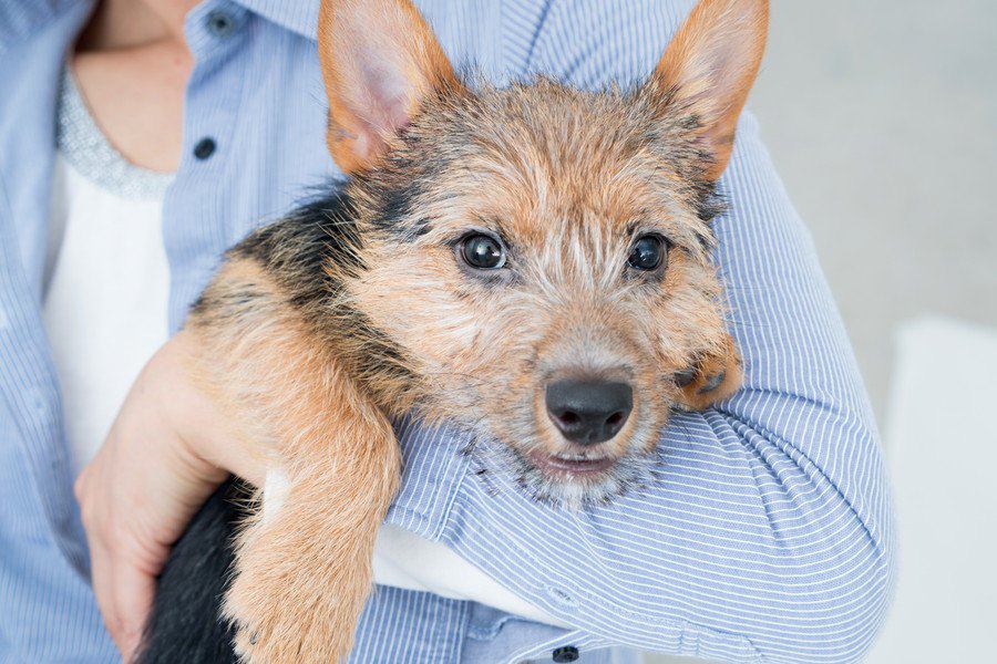 犬が『抱っこをしてほしい時』によくする仕草や行動３選