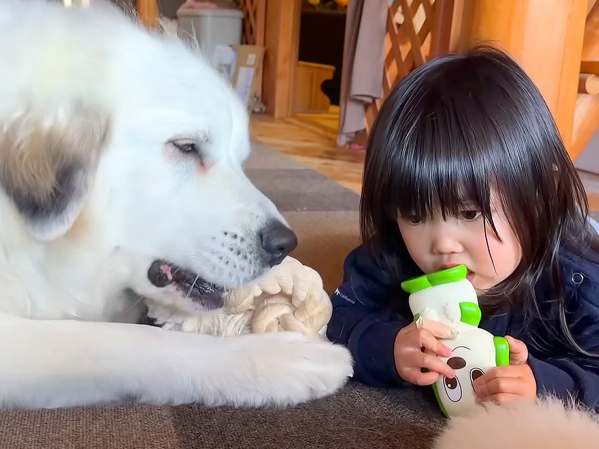 2歳の女の子が『超大型犬たちと一緒に育った』結果…完全に自分のことを『犬』だと思い込んでいる光景が3万再生「可愛すぎ」「大好きなんだね」