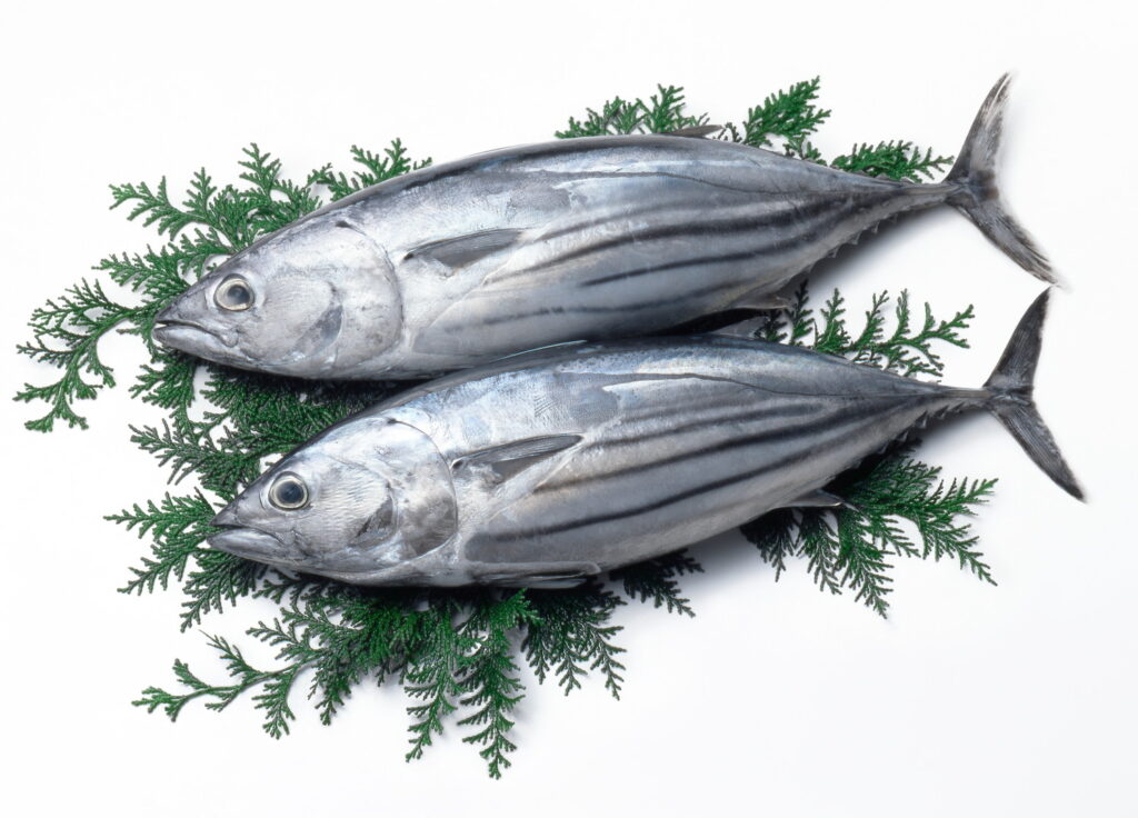 犬はカツオを食べても大丈夫？安全な与え方や適量、アレルギーなどの注意点まで解説