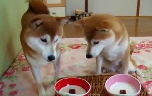 おちょぼ口の柴犬親子がプリンと格闘