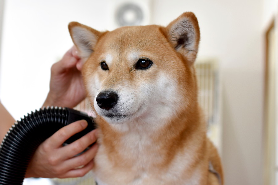 柴犬のカットは不要？基本のお手入れ方法と料金、頻度を解説