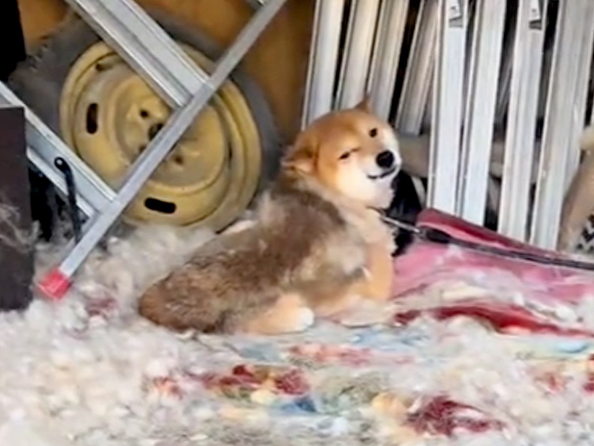 5年前に飼育放棄された犬→ギリギリのところで保護した結果…涙溢れる『現在の光景』が25万再生「絶対幸せになって」「人が好きなんだ」と感動