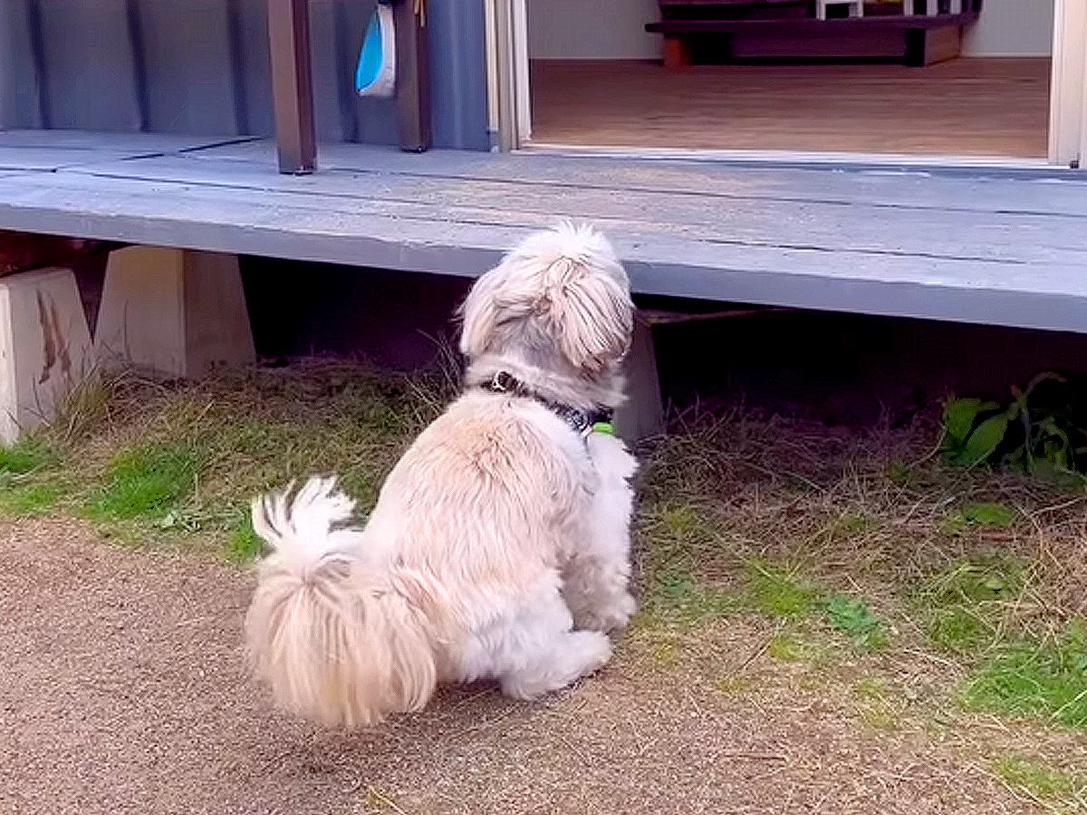 『段差を登るワンコ』に憧れた犬がマネしてみた結果…『どんくさ過ぎる光景』が切ないと14万再生「最初から最後まで可愛いｗ」「笑える」と絶賛