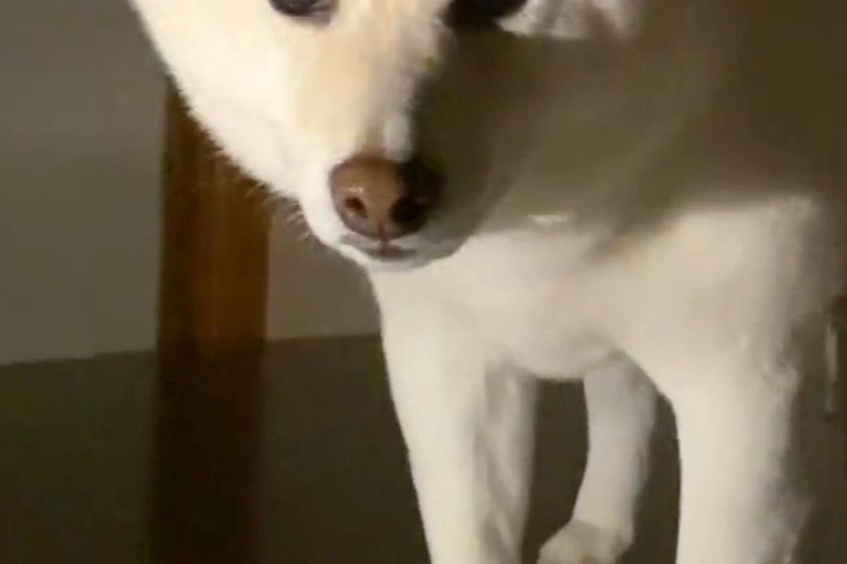 深夜の2時、物音がしたのでふと見てみたら犬が…思わず笑ってしまう『まさかの状況』が40万再生「表情たまらんｗｗ」「どうしてそうなった」