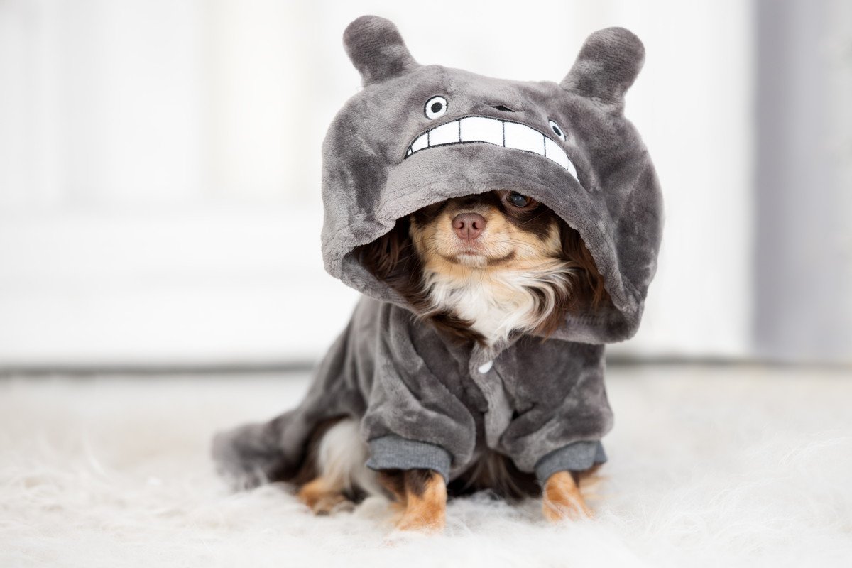 『犬用グッズ』絶対NGな使い方4つ　知らないと危険な飼い主のタブー行為とは