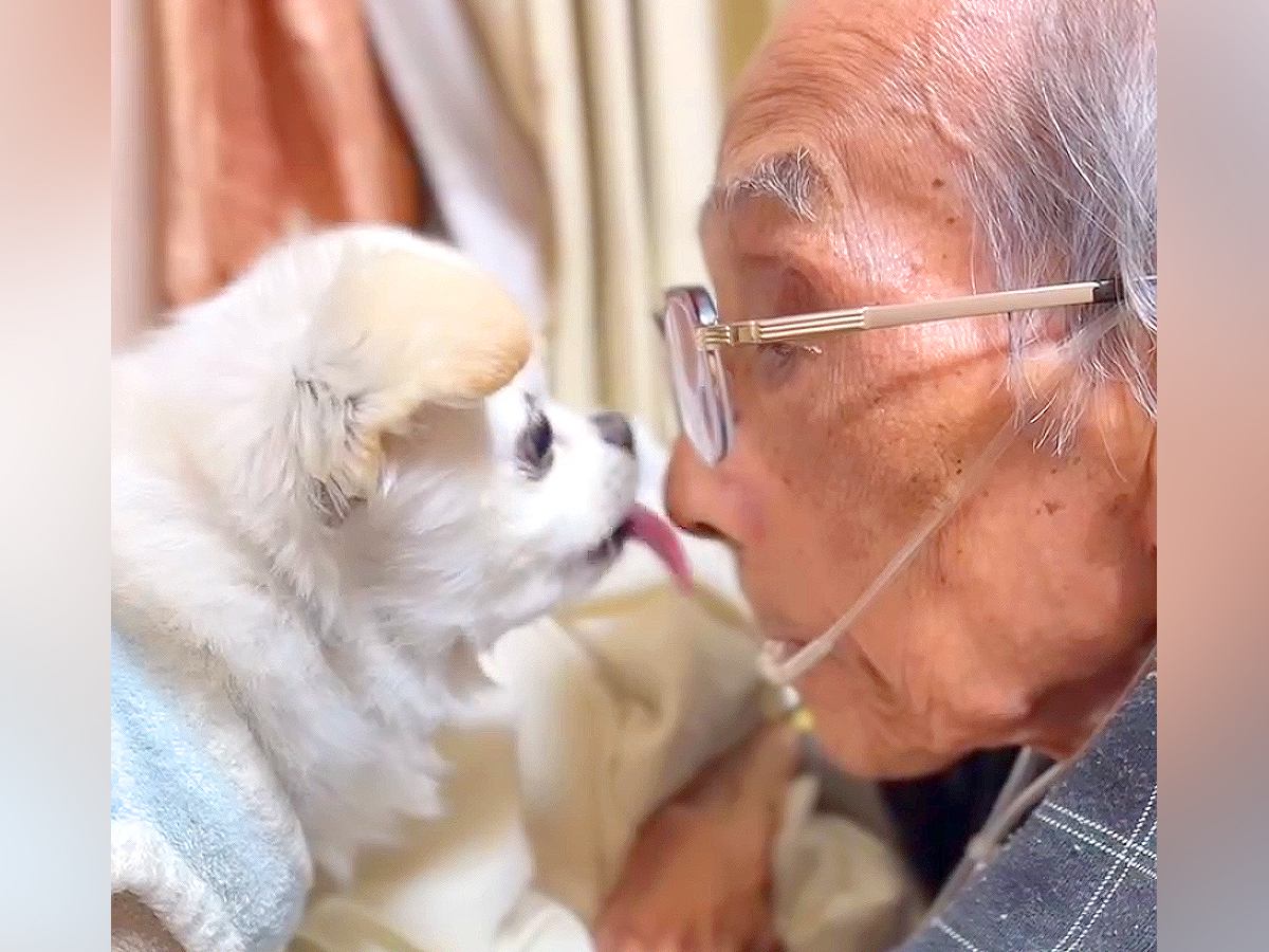 おじいちゃんが亡くなる3日前、犬が心配をして…涙が止まらない『愛溢れる光景』が216万再生「献身的で泣いた」「お空でも見守ってくれてる」