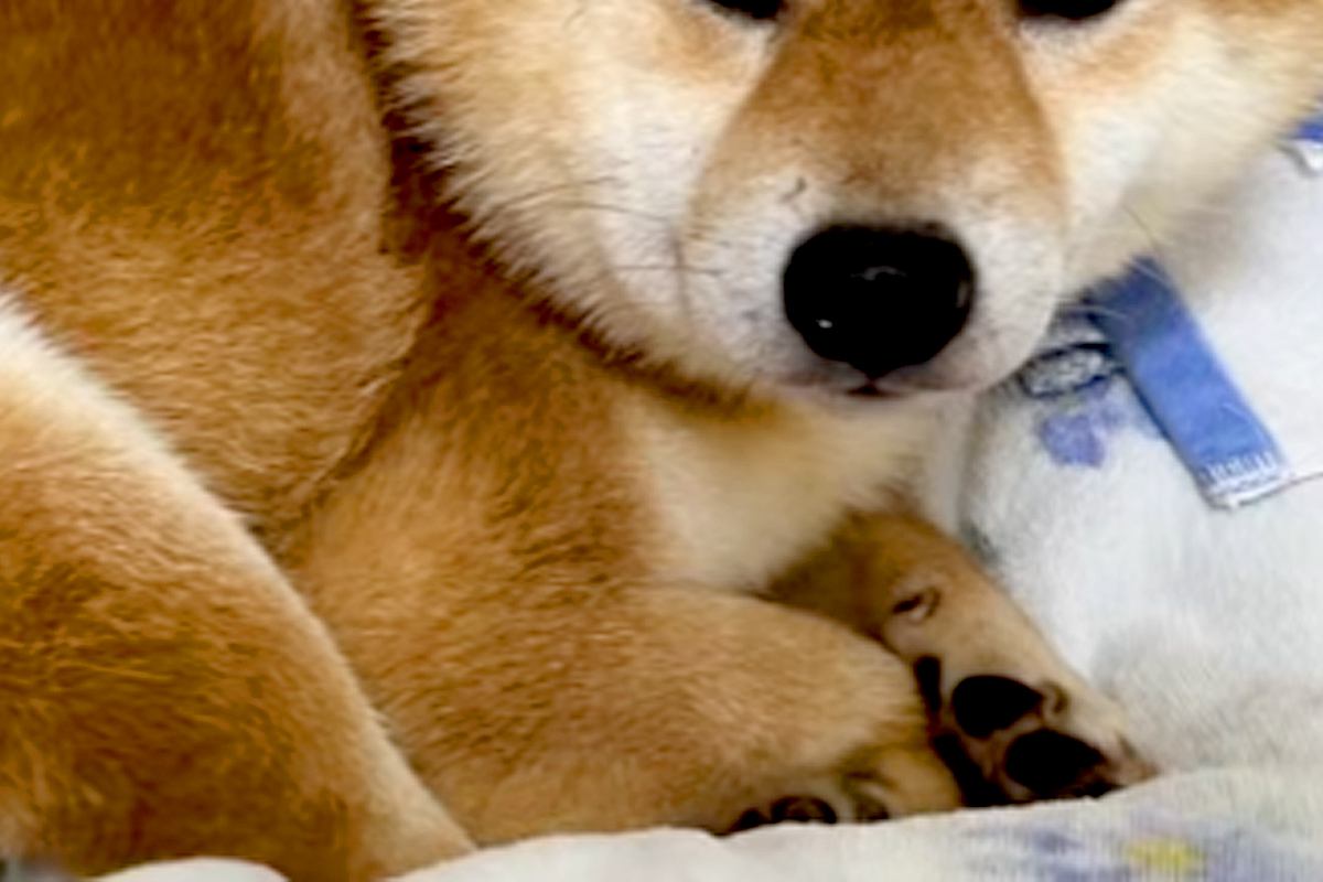 『また殴られるかも』人間を信じられなくなった保護犬→2年以上、愛情を与え続けた結果…嘘のような『現在の表情』に涙「顔が…」「幸せそう」