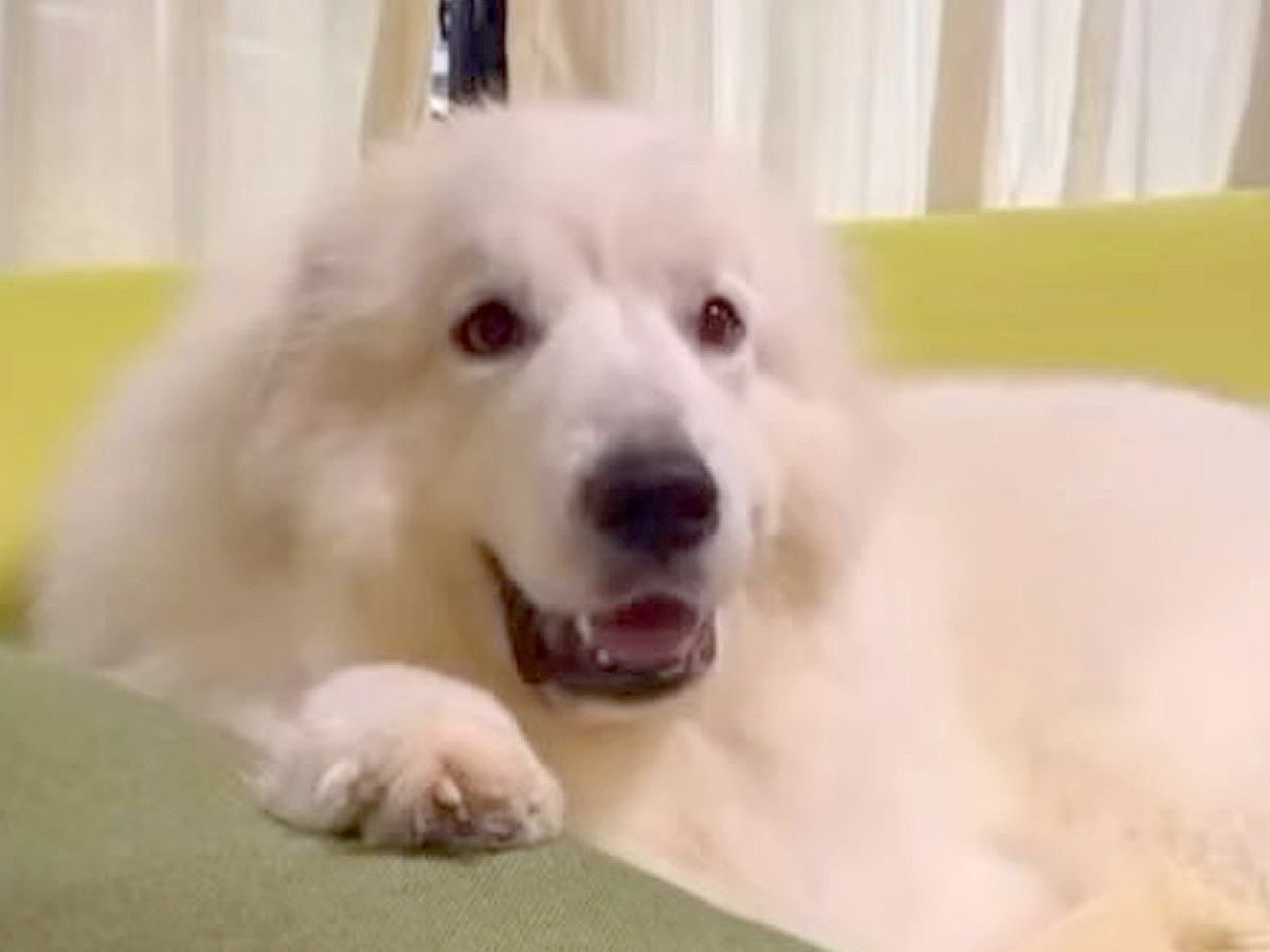 ソファでくつろぐ笑顔の大型犬→お腹をモフモフしにいった結果…あまりにも辛辣な『露骨すぎる表情の変化』が34万再生「温度差ｗ」「無の境地」