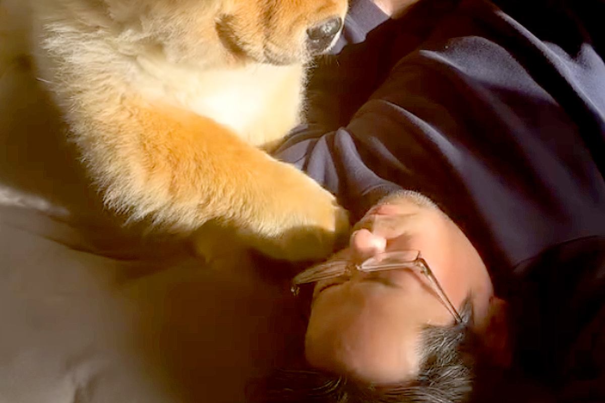 寝ているパパにちょっかいをかけ、叱られてしまった大型犬→わかりやすい『しょんぼり顔』が647万再生「困ってる表情たまらん」「人間みたい」