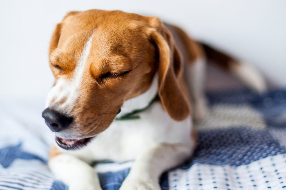 『逆くしゃみ』をしやすい犬の特徴３選！どんな症状が出る？放置しても大丈夫なの？