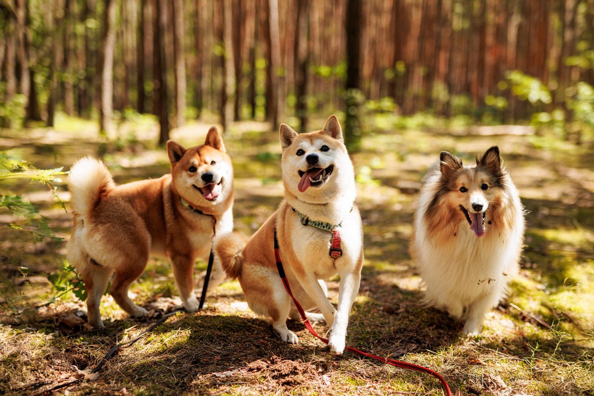 犬がしっぽをブンブン振り回している時の気持ちとは？4つの理由を注意点を含めてご紹介