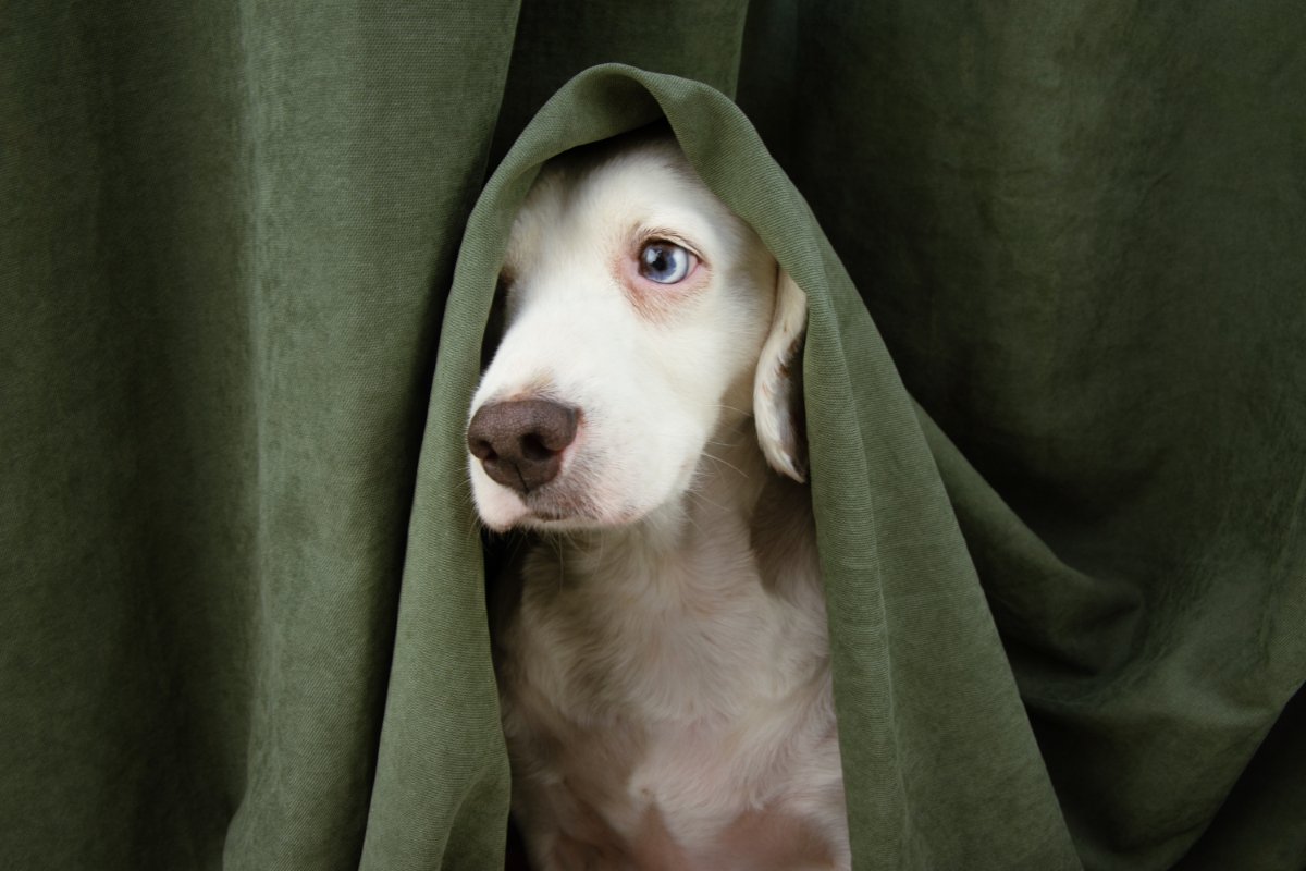 犬が飼い主のことを『苦手だな』と思う理由7選　嫌われやすい人がやりがちなタブー行為とは？