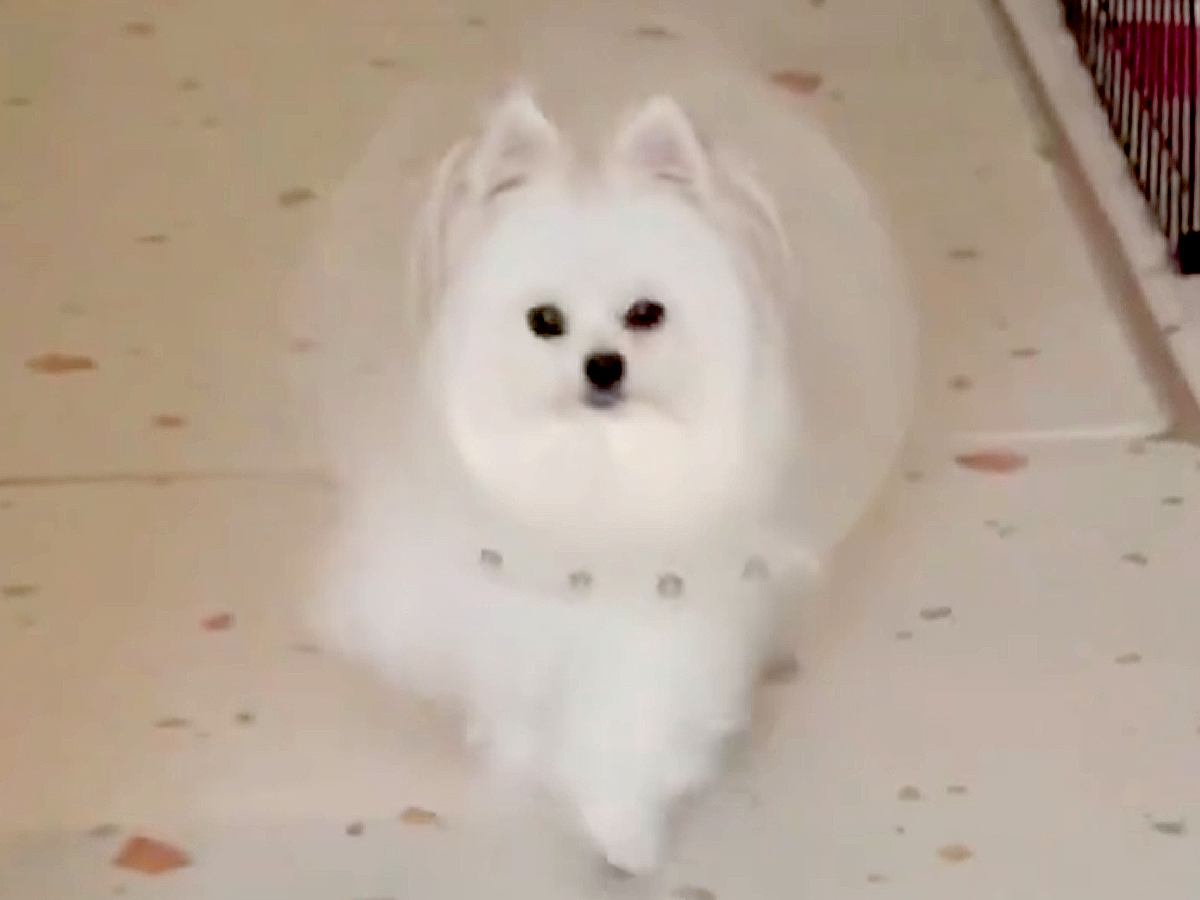 『エリザべスカラーを嫌がらないように…』犬を褒め続けた結果→あまりにも愛おしい行動が100万表示「TGC出演決定」「華麗すぎ」と称賛続々