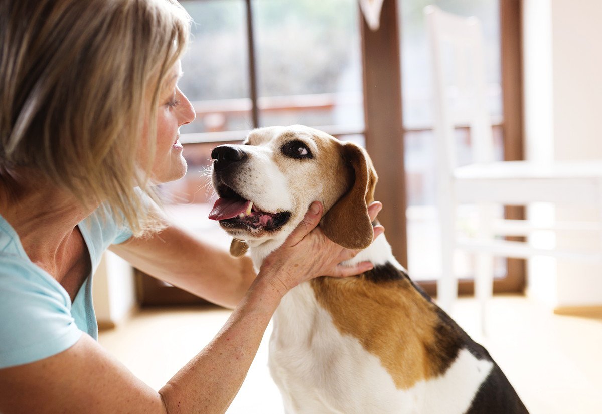 犬は人の顔を覚えているの？他人と飼い主を見分けている方法は？過去に会った人も記憶してる？