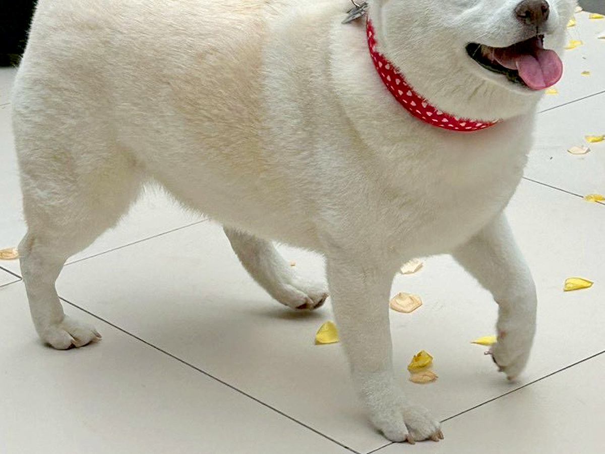 結婚式に参加してくれた犬→参列者みんなに可愛がられて…あまりにも尊い光景と表情に20万いいね集まる「最高すぎる」「とっても素敵」と絶賛