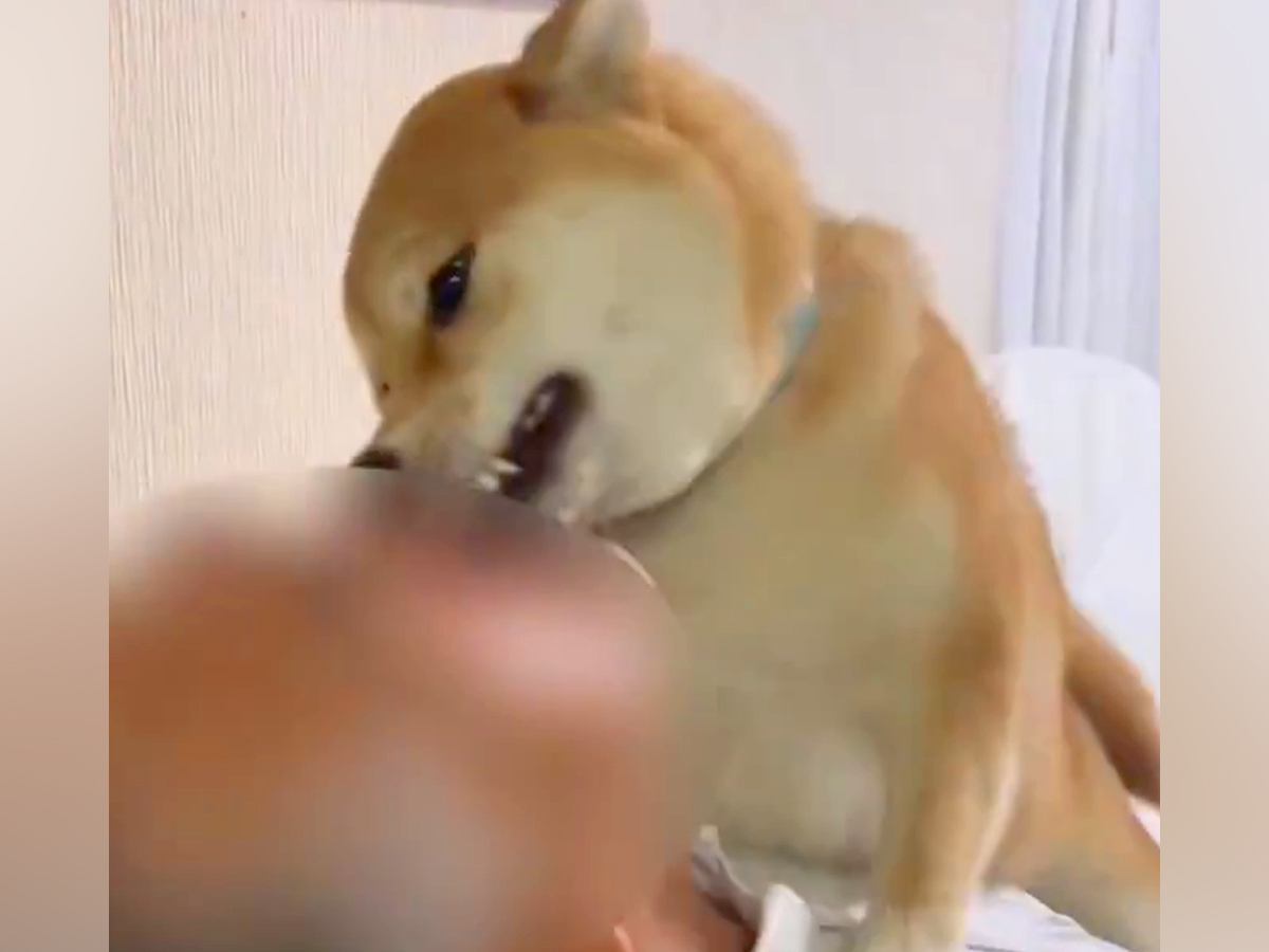 『許してくれ…！』帰宅したお父さん→犬がお出迎えをして…思った以上に激しい『おかえりなさいの儀式』に１万いいね『溺れかけてて草」と絶賛