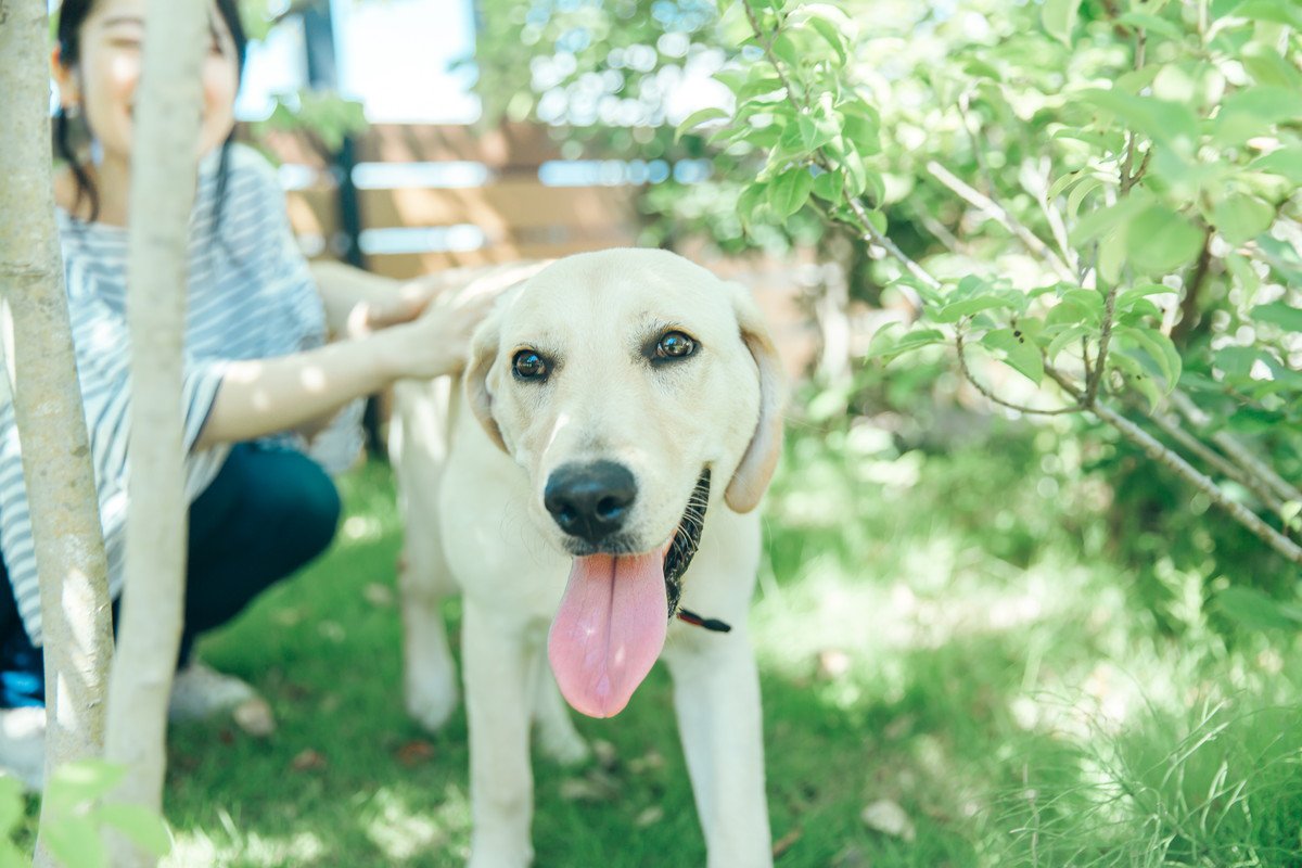 犬が健やかに暮らすための『健康法』　愛犬の心身を守るために必要な4つのコツとは