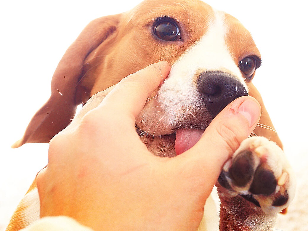 愛情表現ではないことも？犬が飼い主を舐める時の心理５つ