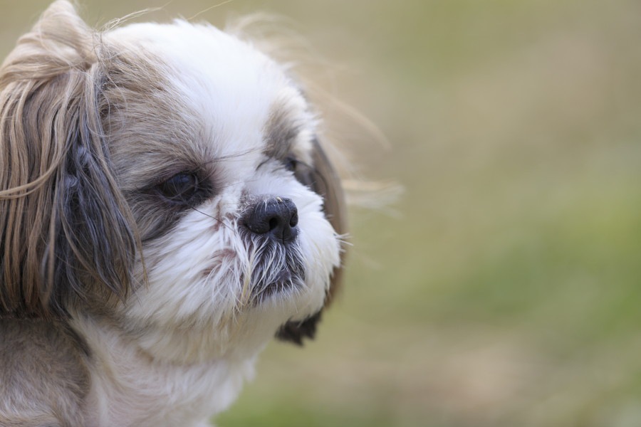 【高齢者が犬を飼うということ】おばあちゃんと老犬