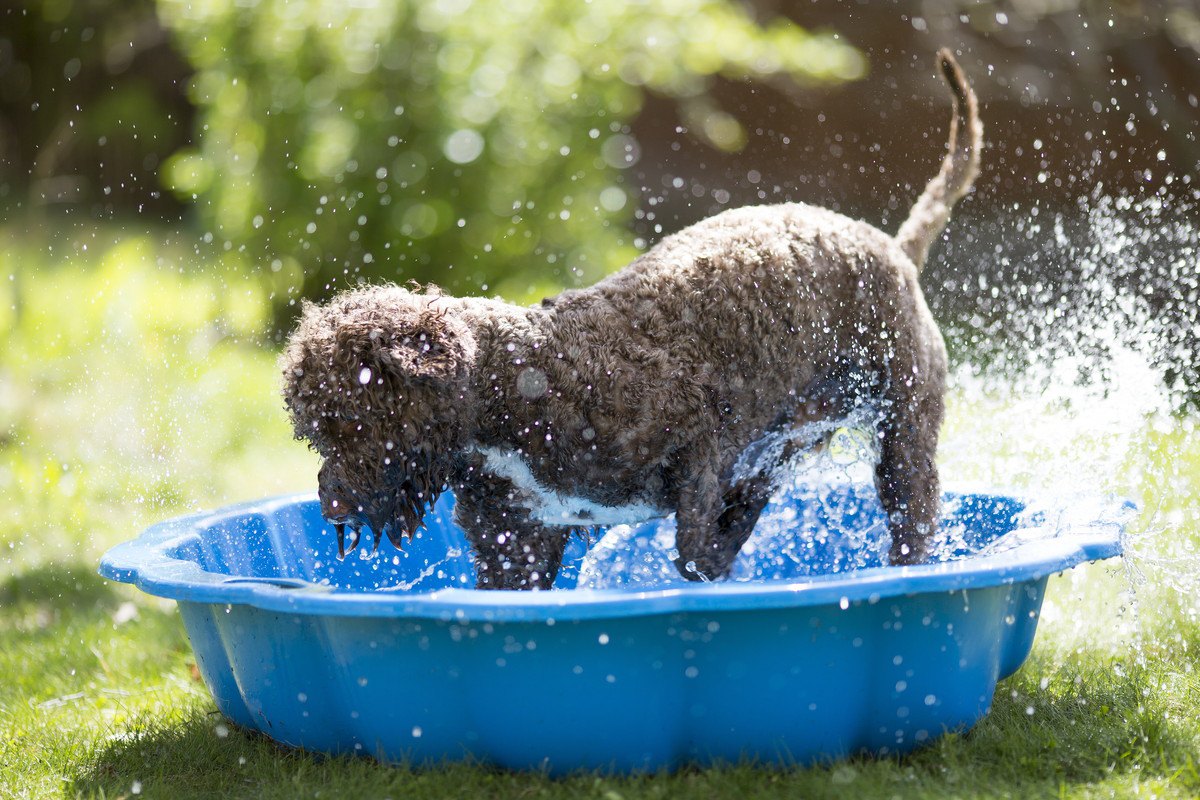 夏を楽しもう！愛犬と『夏にだけできる遊び』5選