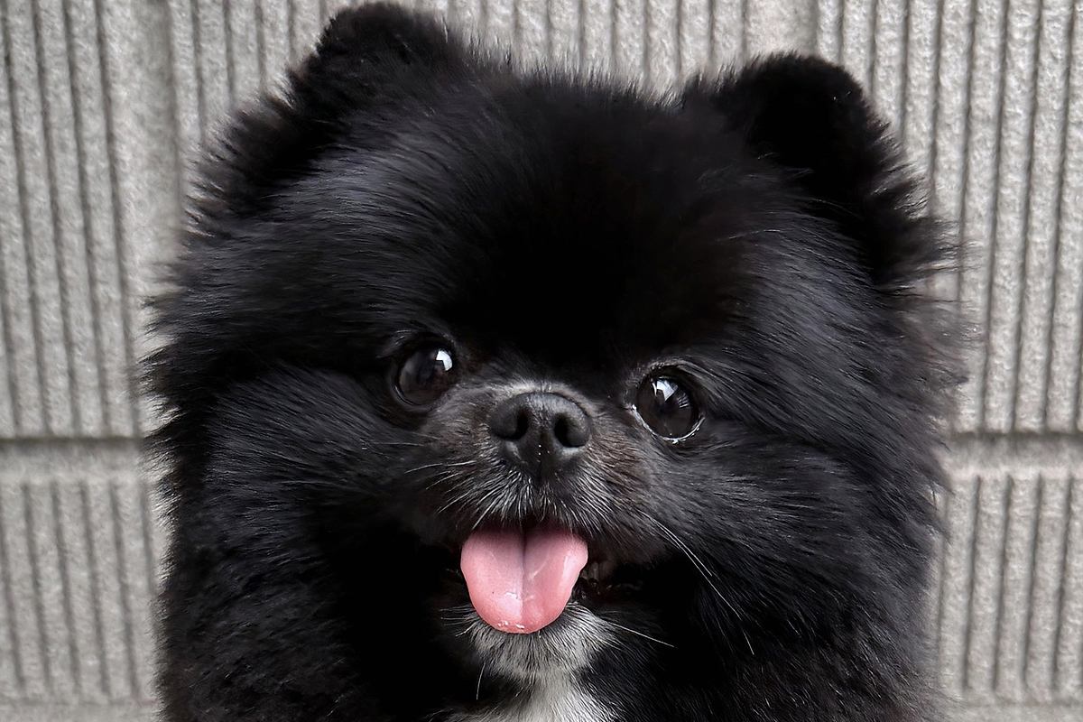 『見えますか…？』胸に"棒人間"がいる犬→思わず納得する一枚に2万いいね「本当にいるｗ」「秘密を知ってしまった気分」「腹抱えて笑った」
