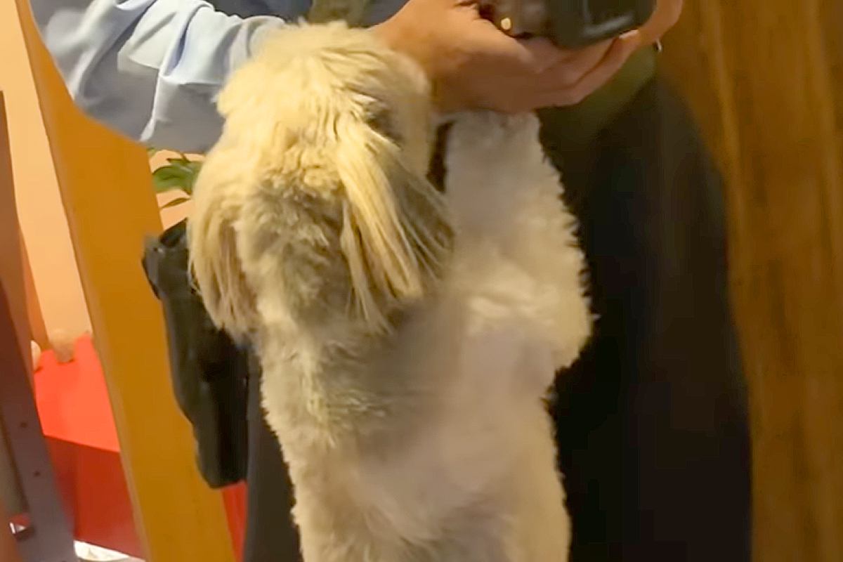 『配達員のお兄さん』が家にきた結果→犬の『大好き』が止まらなくなってしまい…仕事にならない光景に反響「なんて大歓迎」「配達員になりたい」