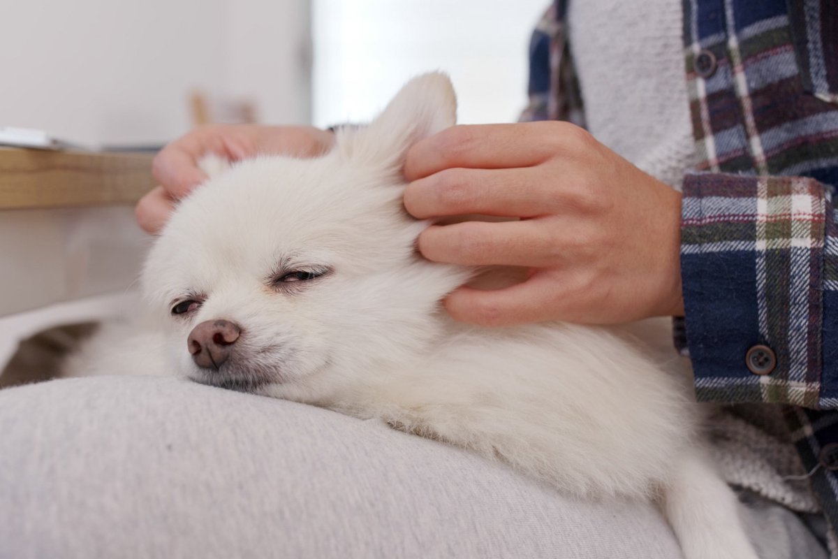 犬の心と体をほぐす「Tタッチ」の効果とやり方