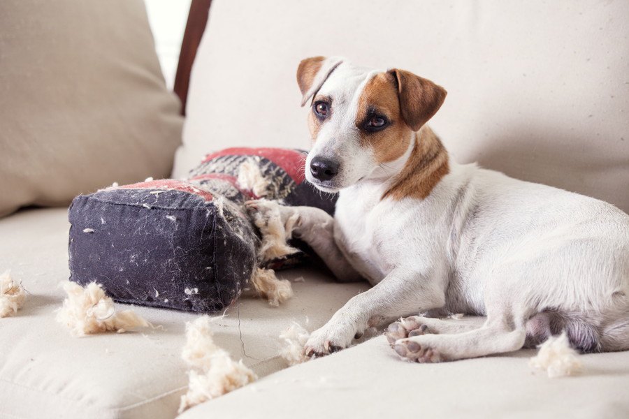 犬がイタズラをやめない時にしてはいけないNG行為３選