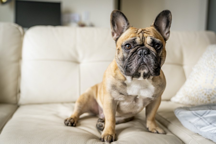 犬がおとなしい時に考えている５つのこと