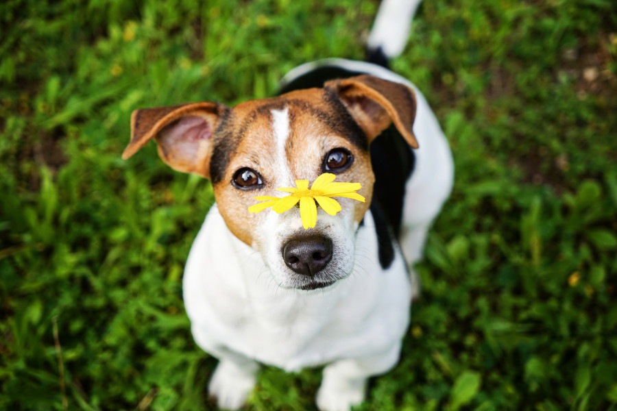 その褒め方間違ってるかも？犬の正しい褒め方とは