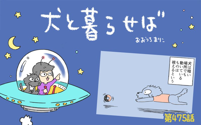 犬と暮らせば【第475話】「夜のボール投げを極める」