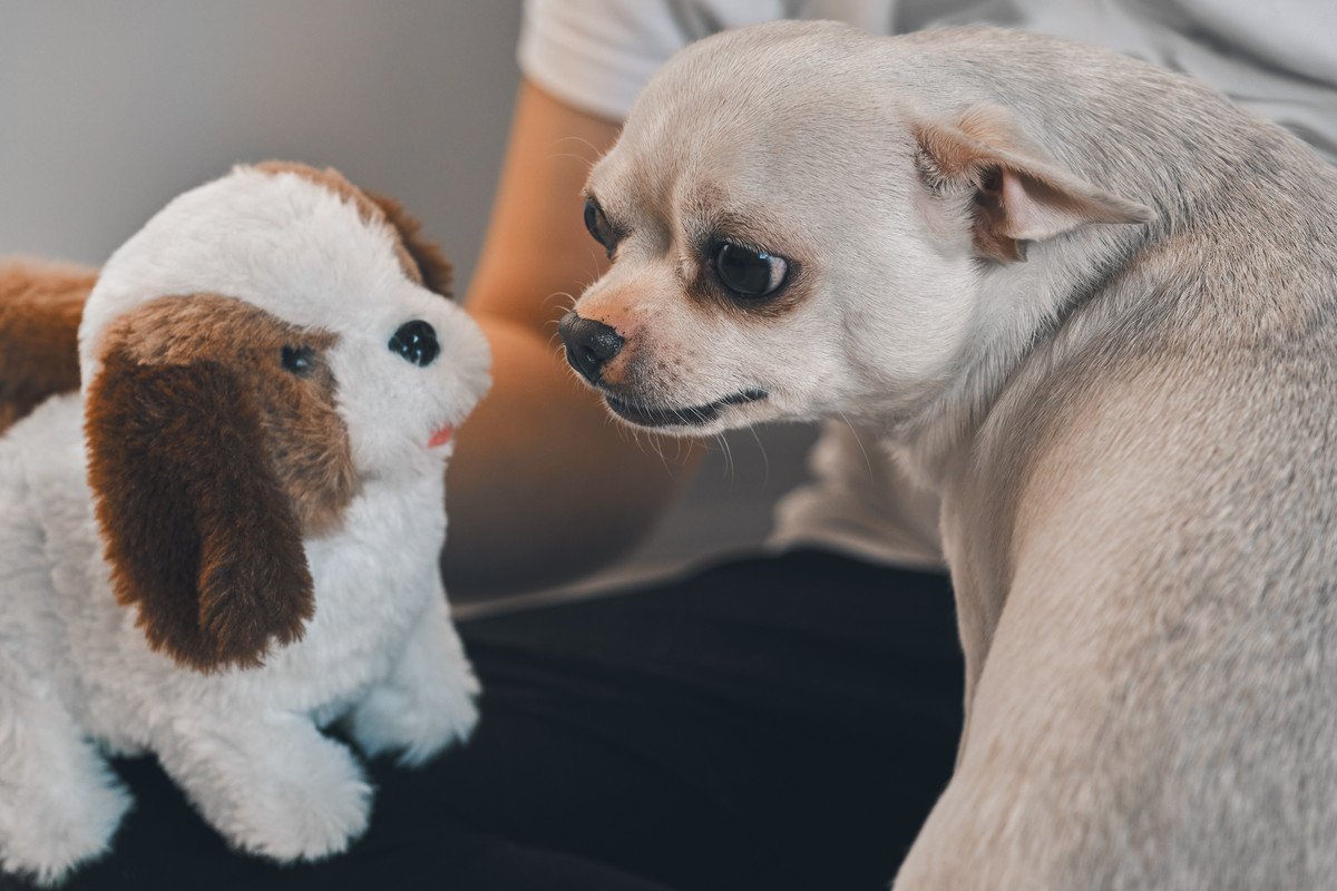 犬がおもちゃに唸っているのはなぜ？4つの心理と注意すべきポイントとは