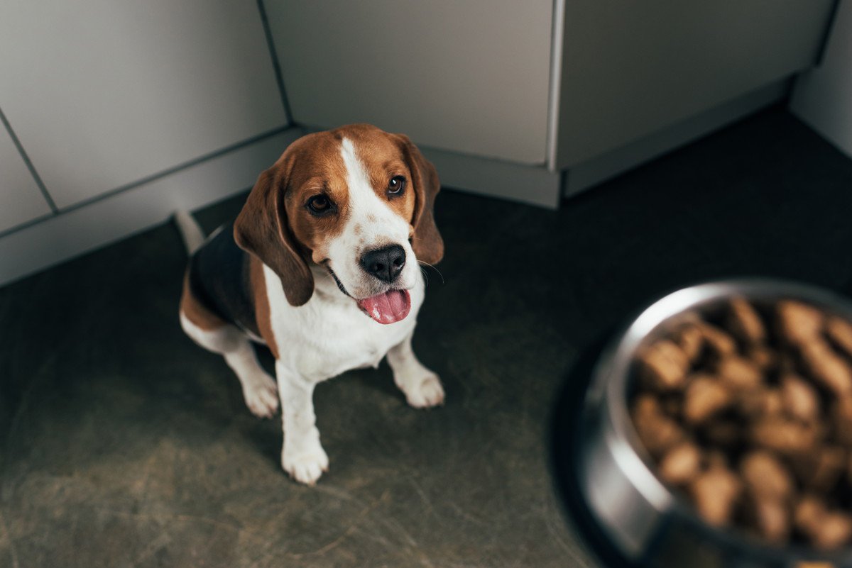 愛犬の食事の用意をしていると興奮しながら飛びついて噛んでくる？そんなときの簡単な対処法