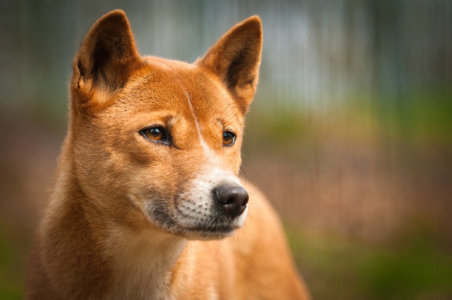 犬が亡くなる時、飼い主から遠ざかろうとする心理とは？