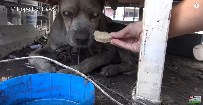 盲目の野良老犬を保護。残された日々を穏やかに過ごして欲しい