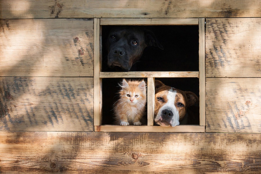 愛犬がケージから出てこないときの４つの気持ち