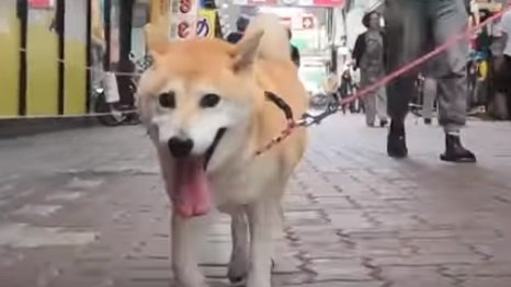 【ドッキリ！】突然わぁ！と驚かしたら柴犬はどんな反応をする？