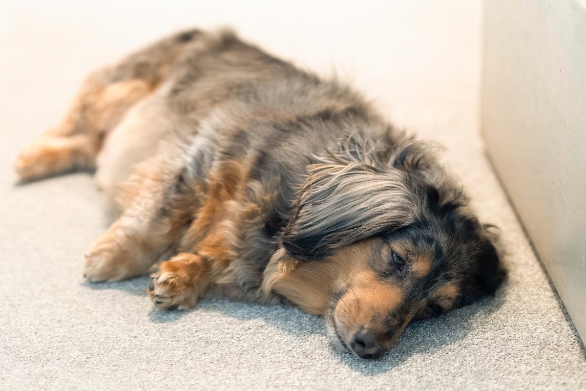 犬が突然立てなくなる6つの原因とは　可能性のある病気から適切な対処法まで解説