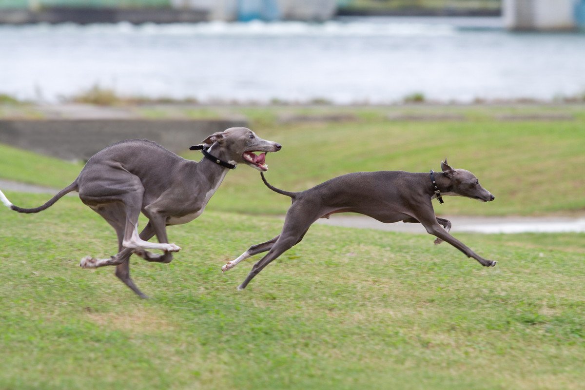 『運動がたくさん必要な小型犬』とは？アクティブに体を動かしたがる犬種をご紹介