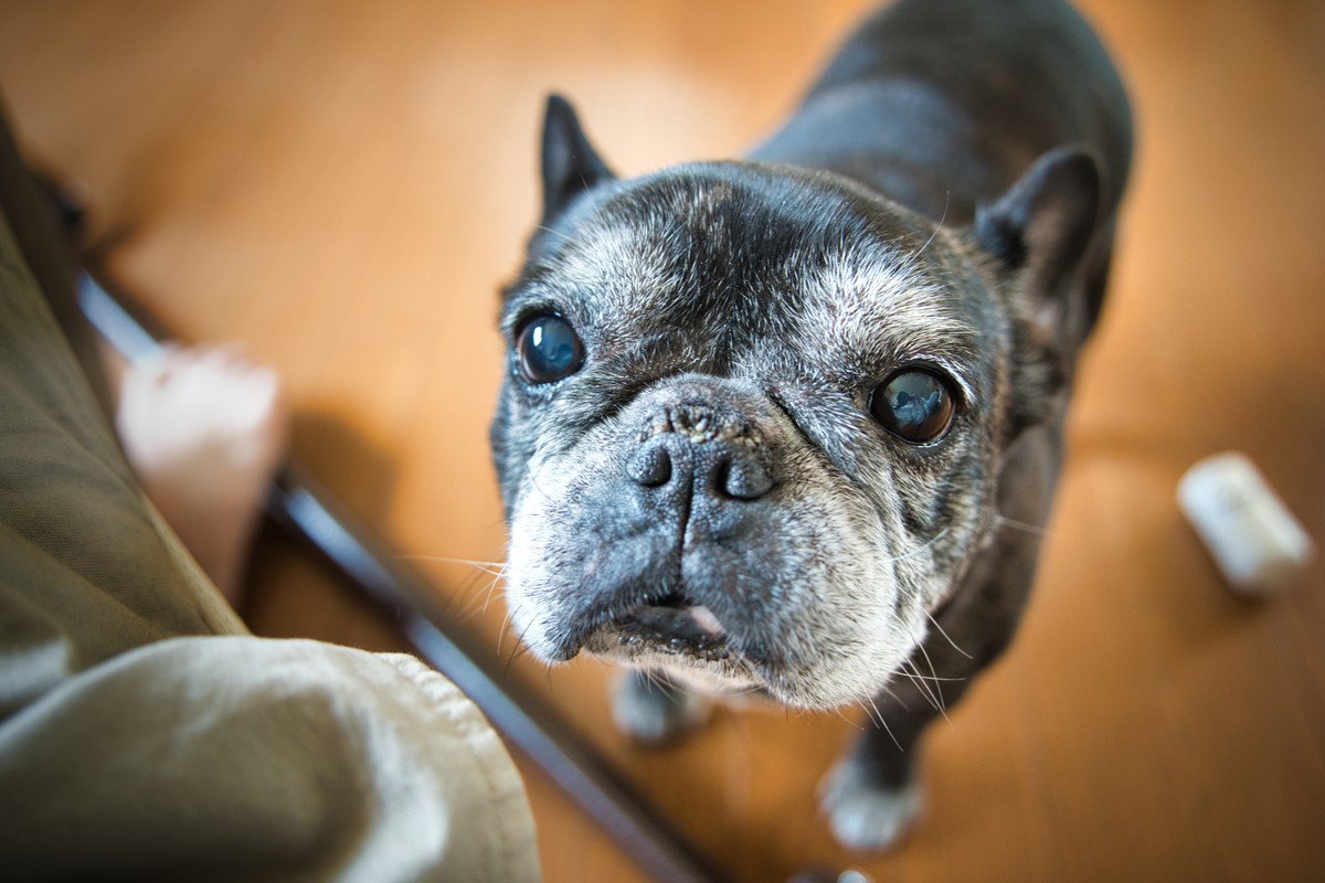 犬が『体をぶつけてくる』心理4選！実は病気になっている可能性も？