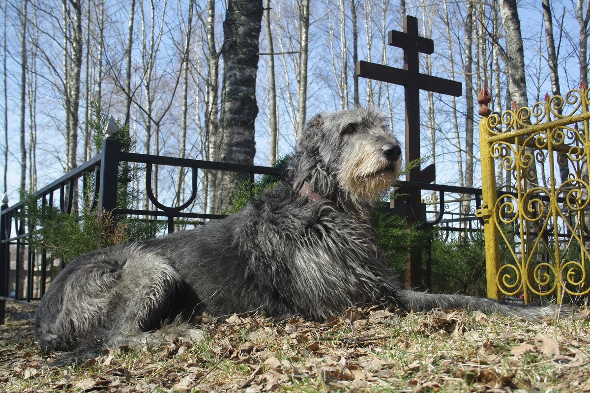 犬は『飼い主の死』を理解してる？愛犬が辛そうに見える理由や亡くなった後にみせる行動まで