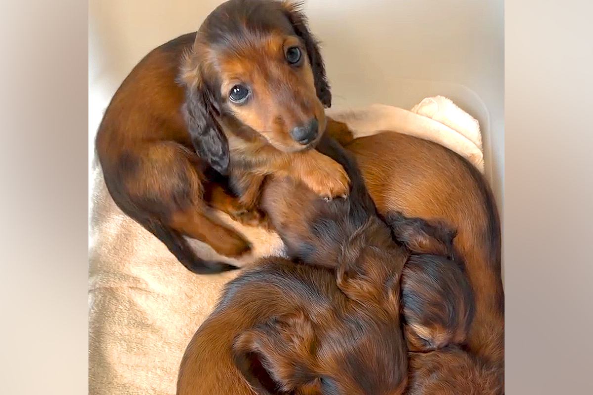 みんなで寝ている赤ちゃん犬→1匹起きたので、こっそり遊んでいたら…とんでもなく尊い『連鎖する光景』が23万再生「破壊級の可愛さ」「天使」