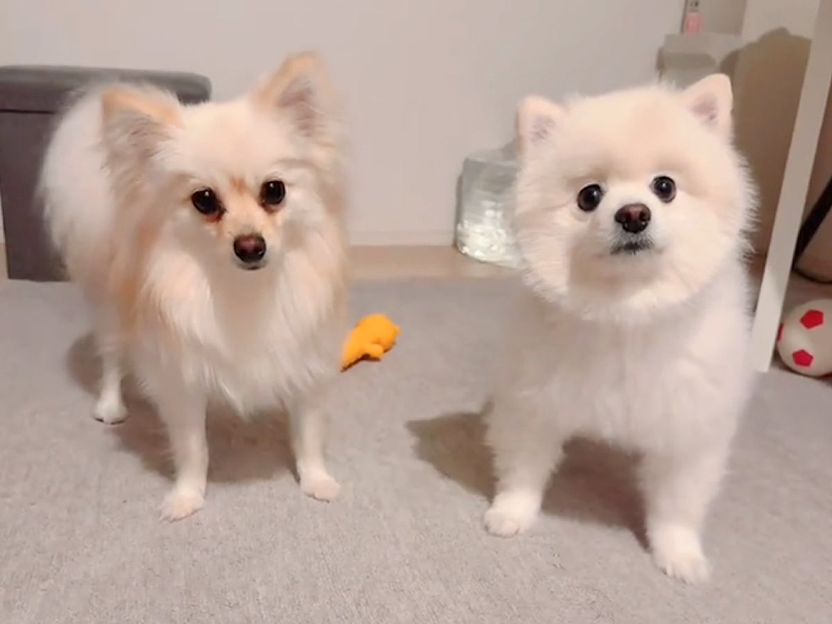 犬におやつを与える前に『フセ』と指示したら…『どうしてそうなった？』まさかの爆笑行動が215万再生「逆に難しいｗ」「ドヤ顔たまらん」