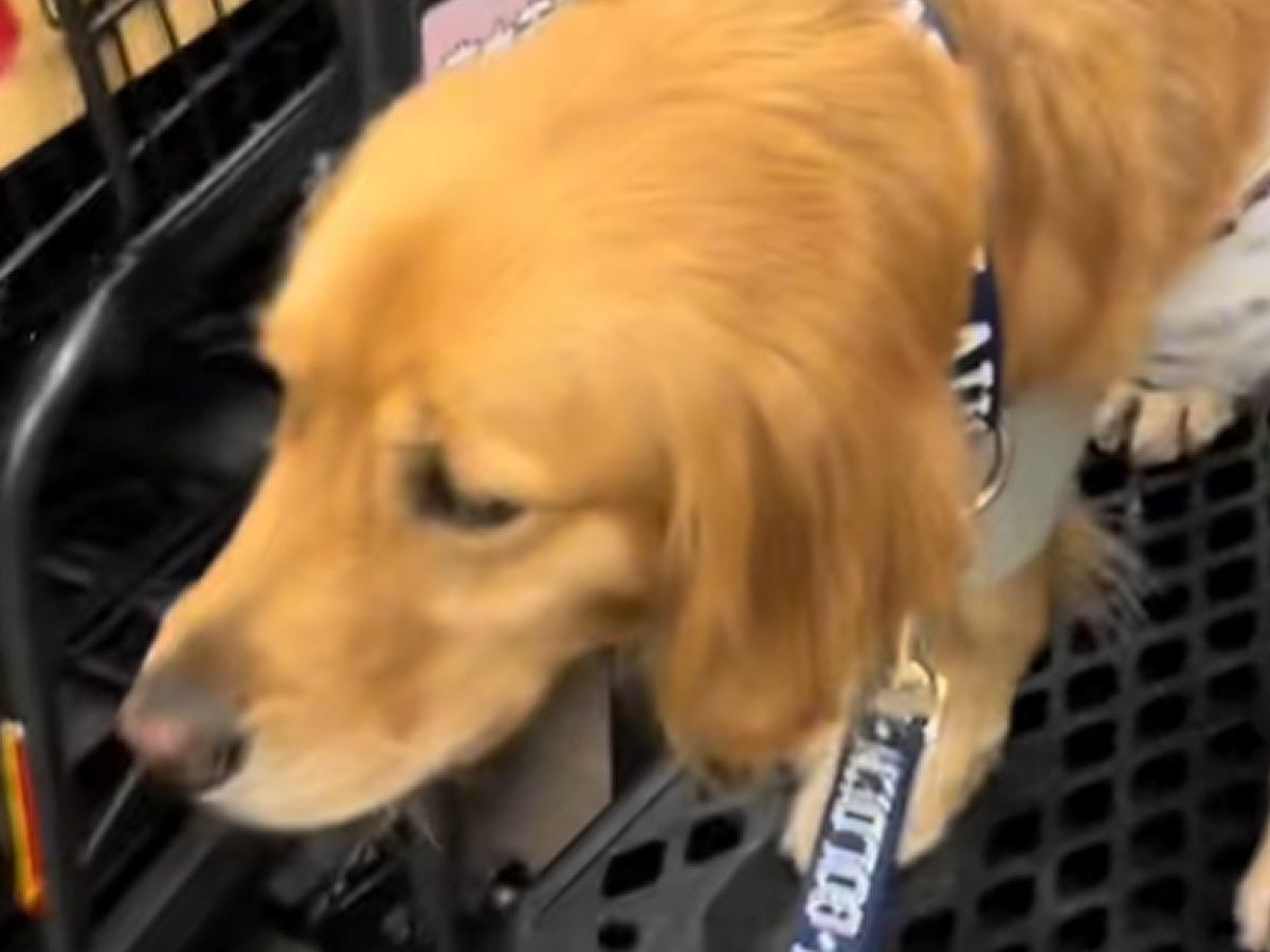 大型犬と一緒に買い物へ→『犬用カート』に乗せようと思ったら…まさかの『勘違い行動』が可愛すぎると52万再生「自信満々ｗ」「間違えた感ｗ」