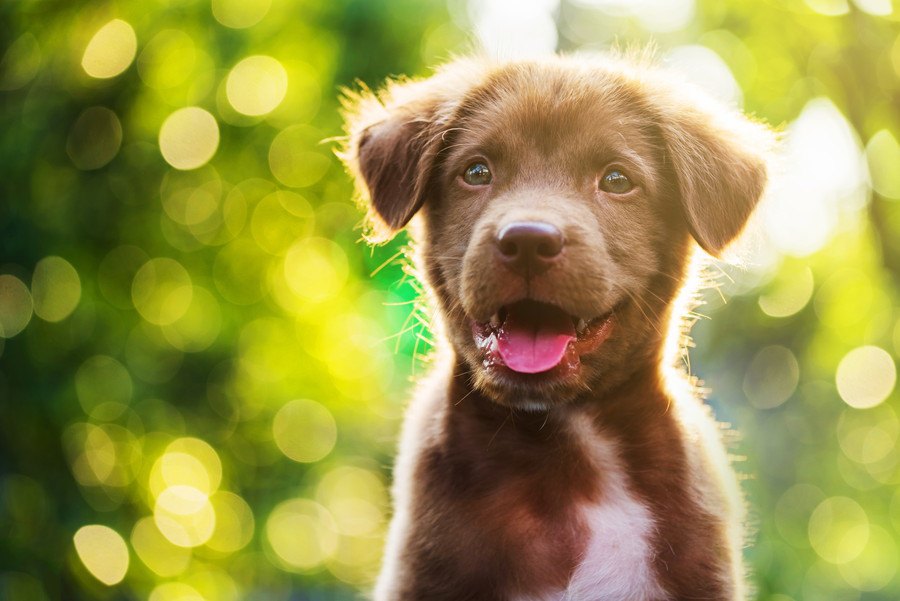 飼い主にとっての「理想の犬」を愛犬に押し付けてはいけない