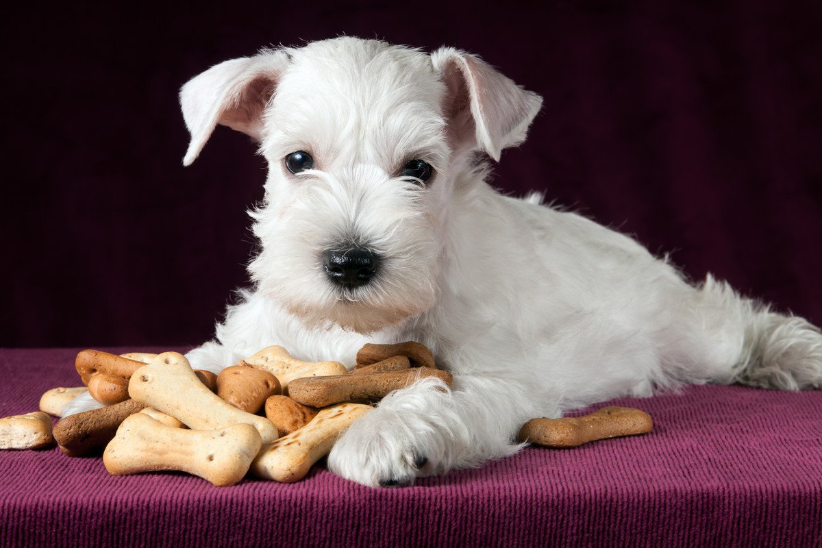 犬のご飯における『間違った知識』3選！NGな理由と正しい与え方を解説