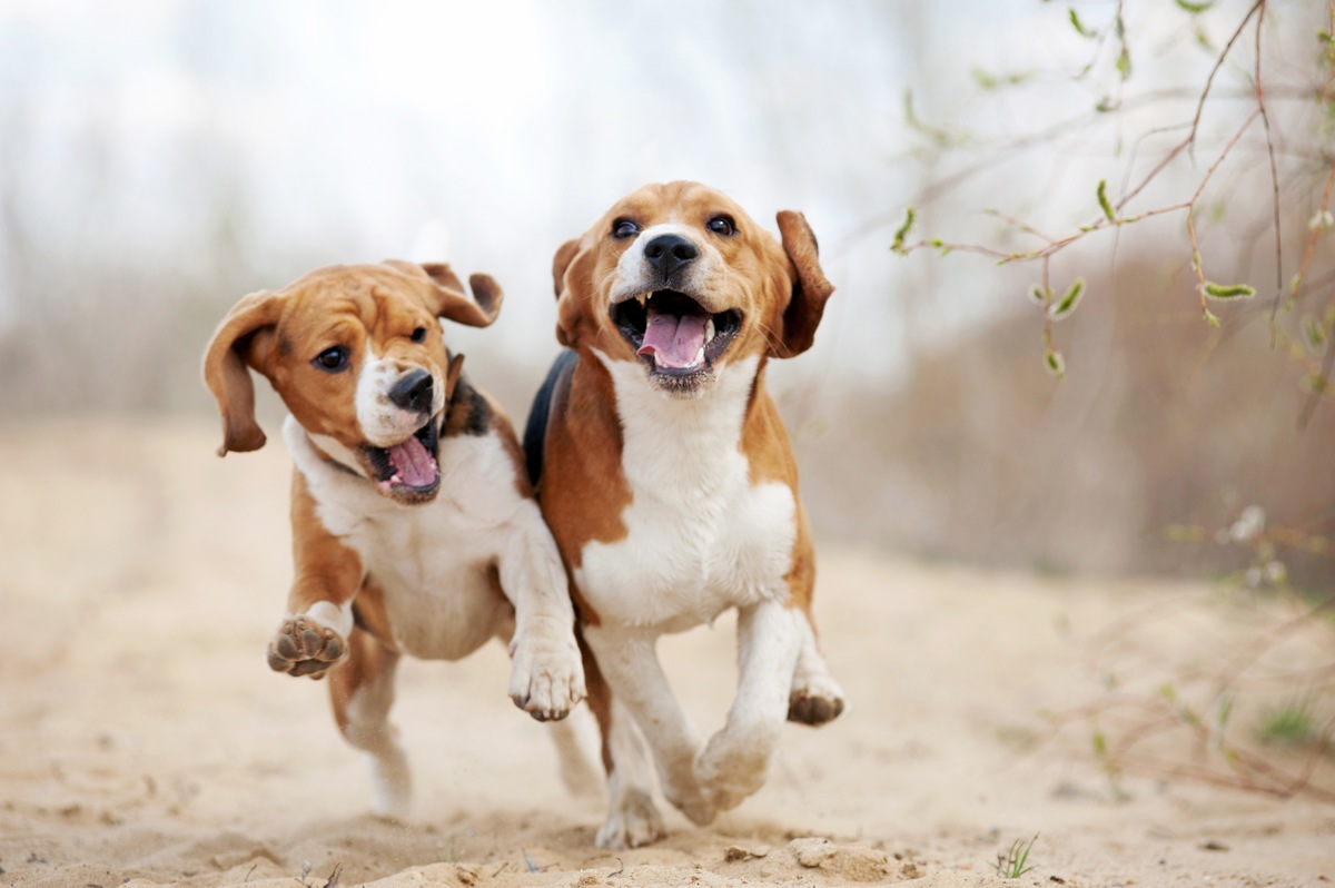 可愛いだけでは飼えない！犬種の特性を知ってから愛犬を選ぼう