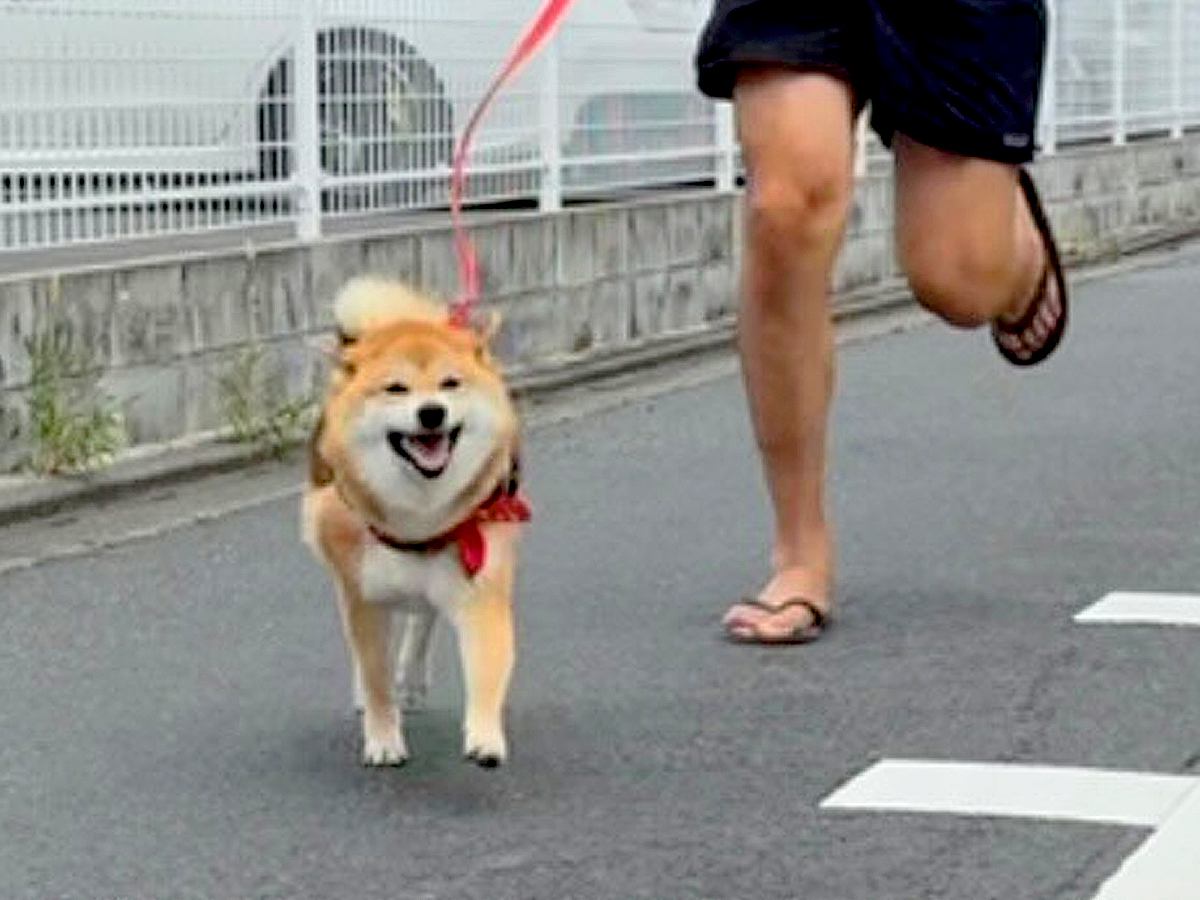 散歩中にママを発見した犬→『笑顔で駆け寄ってくれた』と思ったら…辛辣な『まさかの態度』が16万再生「柴対応」「めっちゃわかるｗｗ」と爆笑